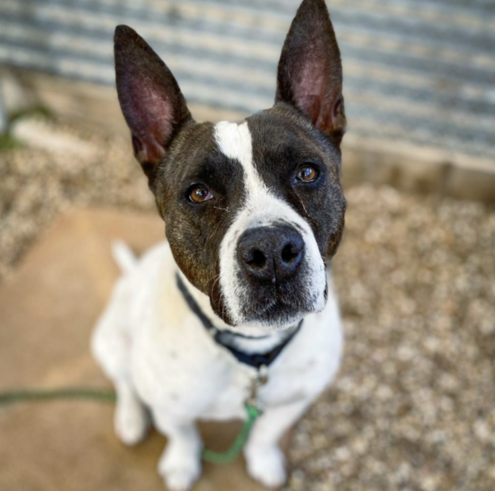 Black and white Australian Cattle Dog mix sitting down on a dirt surface, looking at camera.